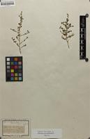 Syntype of Lycium tenue var. sieberi Dunal [family SOLANACEAE]