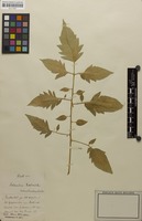 Filed as Solanum lycopersicum + nigrum [family SOLANACEAE]