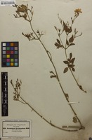 Filed as Jasminum floribundum R.Br. ex Fresen. [family OLEACEAE]