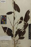 Holotype of Chrysophyllum flexuosum Mart. [family SAPOTACEAE]