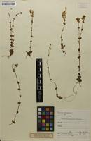 Syntype of Sebaea multinodis N.E.Br. [family GENTIANACEAE]