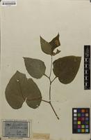 Original material of Symphytum cordatum Willd. [family BORAGINACEAE]