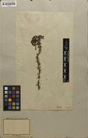 Filed as Selago corymbosa L. [family SCROPHULARIACEAE]
