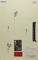 Isolectotype of Veronica campylopoda Boiss. [family SCROPHULARIACEAE]