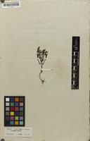 Filed as Euphrasia stricta D.Wolff ex J.F.Lehm. [family SCROPHULARIACEAE]
