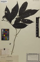 Isotype of Pavetta atra Merr. [family RUBIACEAE]