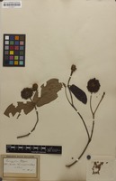 Isolectotype of Nauclea cumingiana Vidal [family RUBIACEAE]