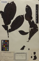 Isotype of Corynanthe brachythyrsus K.Schum. [family RUBIACEAE]