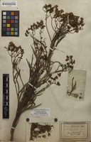 Isotype of Senecio schlechtendahlii Mart. ex Baker; nom. illeg. [family ASTERACEAE]