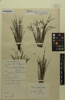 Type of Isoetes clavata U.Weber [family ISOETACEAE]