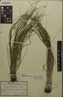 Isolectotype of Isoetes luetzelburgii U.Weber [family ISOETACEAE]