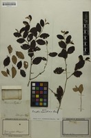 Filed as Ziziphus mauritiana Lam. [family RHAMNACEAE]