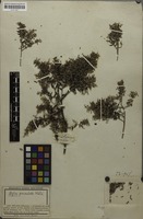 Isotype of Soulangia arborescens Eckl. & Zeyh. [family RHAMNACEAE]
