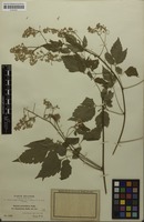 Syntype of Serjania confertiflora var. dasycephala Radlk. [family SAPINDACEAE]