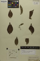 Isotype of Serjania acuminata Radlk. [family SAPINDACEAE]