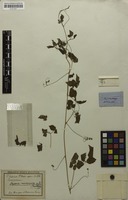 Syntype of Serjania macrococca Radlk. [family SAPINDACEAE]