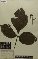 Isosyntype of Serjania lamprophylla Radlk. [family SAPINDACEAE]
