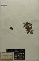 Isosyntype of Serjania pyramidata Radlk. [family SAPINDACEAE]