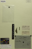 Isotype of Paullinia boliviana Radlk. [family SAPINDACEAE]
