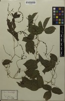 Syntype of Serjania tenuis Radlk. [family SAPINDACEAE]