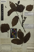 Syntype of Paullinia sorbilis Mart. [family SAPINDACEAE]