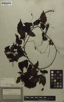 Syntype of Urvillea stipitata Radlk. [family SAPINDACEAE]