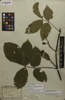 Isotype of Paullinia spicata Benth. [family SAPINDACEAE]