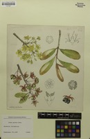 Filed as Ochna pulchra Hook. [family OCHNACEAE]