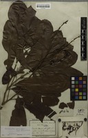 Original material of Godoya gemmiflora Mart. [family OCHNACEAE]
