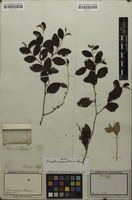 Filed as Ziziphus mauritiana Lam. [family RHAMNACEAE]