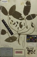 Lectotype of Erythrina falcata Benth. [family FABACEAE]
