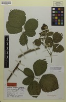 Holotype of Rubus fuernrohrii H.E.Weber [family ROSACEAE]