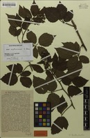 Syntype of Rubus erythrocomos G.Braun [family ROSACEAE]