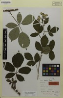 Holotype of Rubus doerrii H.E.Weber [family ROSACEAE]