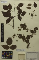Type of Rubus fastigiatus Weihe & Nees [family ROSACEAE]