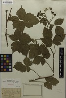 Holotype of Rubus lobatidens H.E.Weber & Stohr [family ROSACEAE]