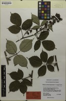 Holotype of Rubus silvae-bavaricae Gaggermeier [family ROSACEAE]