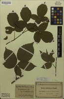 Isotype of Rubus scabriformis Sudre [family ROSACEAE]