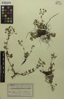 Isotype of Potentilla collina var. vockei P.J.Müll. ex Beck [family ROSACEAE]