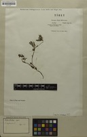 Filed as Potentilla bifurca L. [family ROSACEAE]