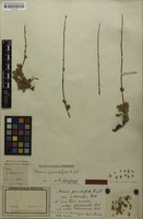 Holotype of Acaena pinnatifida var. intermedia Bitter [family ROSACEAE]