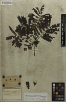 Filed as Abarema auriculata (Benth.) Barneby & J.W.Grimes [family MIMOSACEAE]