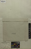 Holotype of Enterolobium timbouva var. canescens Benth. [family MIMOSACEAE]