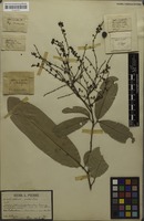 Original material of Aphania viridis Pierre [family SAPINDACEAE]