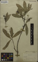 Isotype of Sapindus microcarpus Kurz [family SAPINDACEAE]
