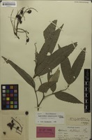 Holotype of Aphania angustifolia Radlk. [family SAPINDACEAE]
