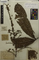 Lectotype of Talisia bullata Radlk. [family SAPINDACEAE]