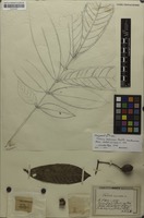 Isotype of Talisia nervosa Radlk. [family SAPINDACEAE]