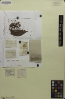 Isotype of Talisia firma Radlk. [family SAPINDACEAE]