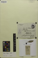 Isotype of Guioa elegans Radlk. [family SAPINDACEAE]